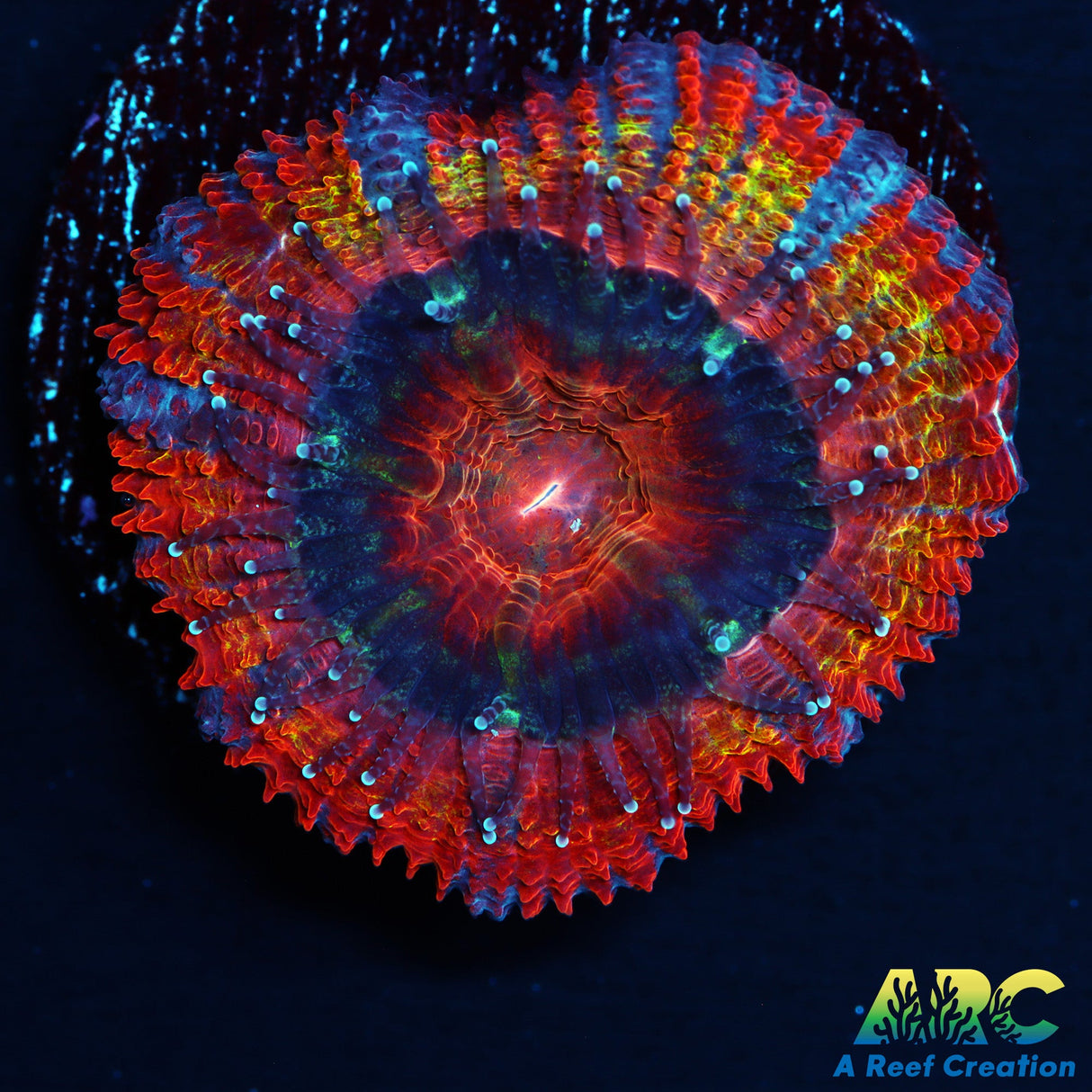 ARC Rainbow Acan