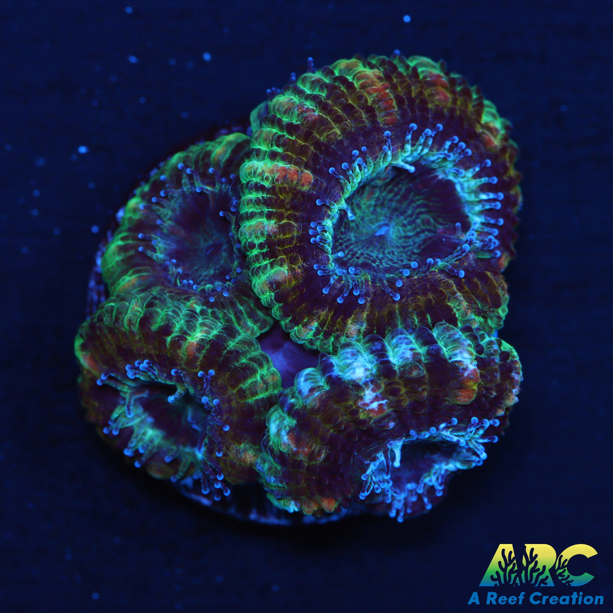Green and Gold Acan