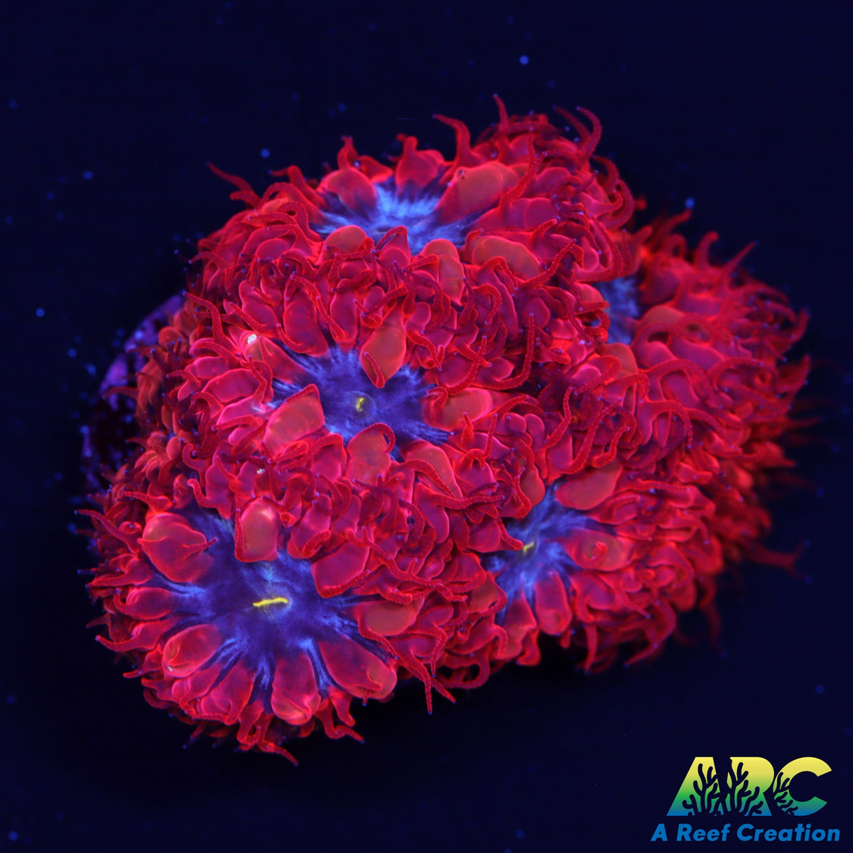 ECC Blue Raven Blasto Merletti