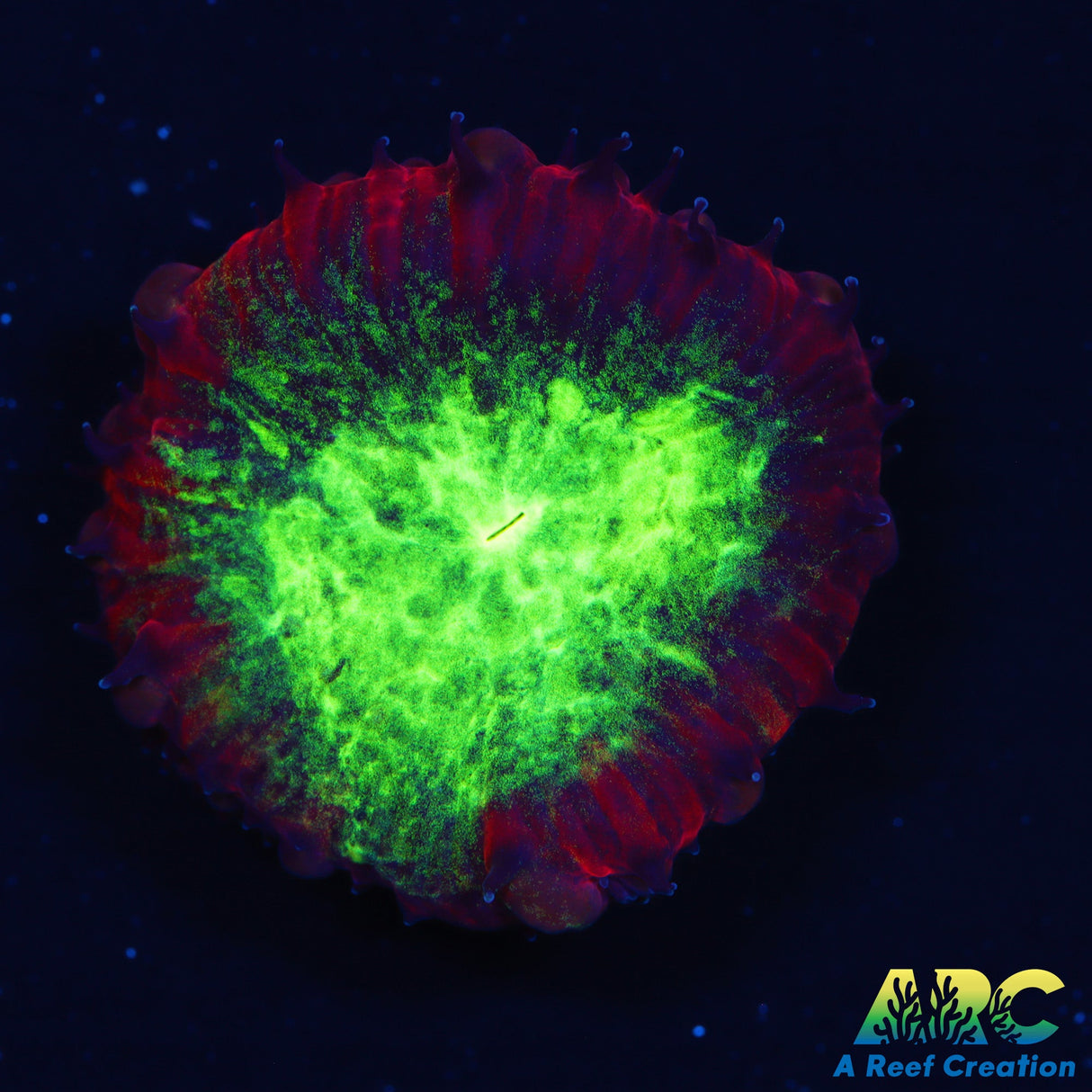 ARC Black Cherry Blasto