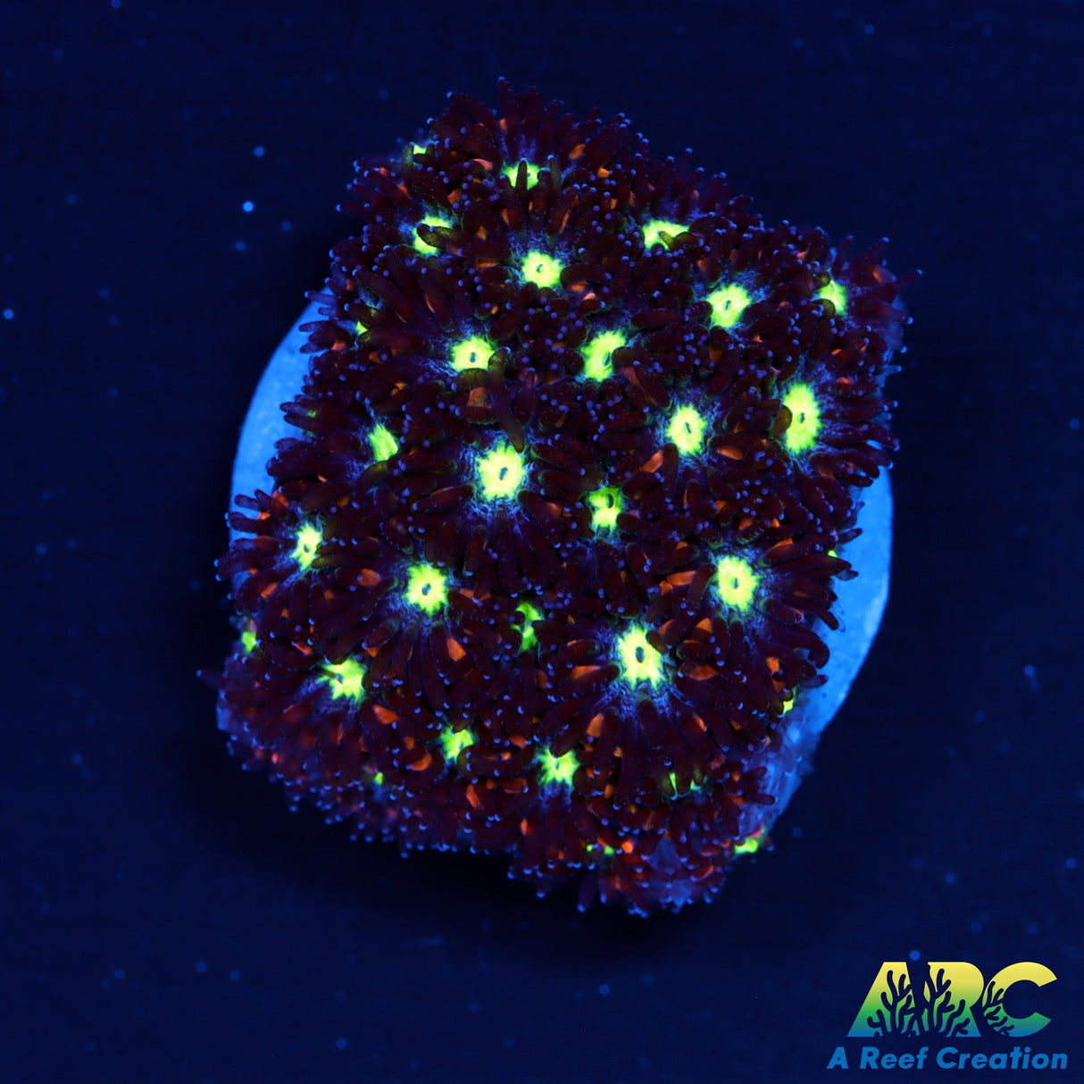 Blueberry Leptastrea