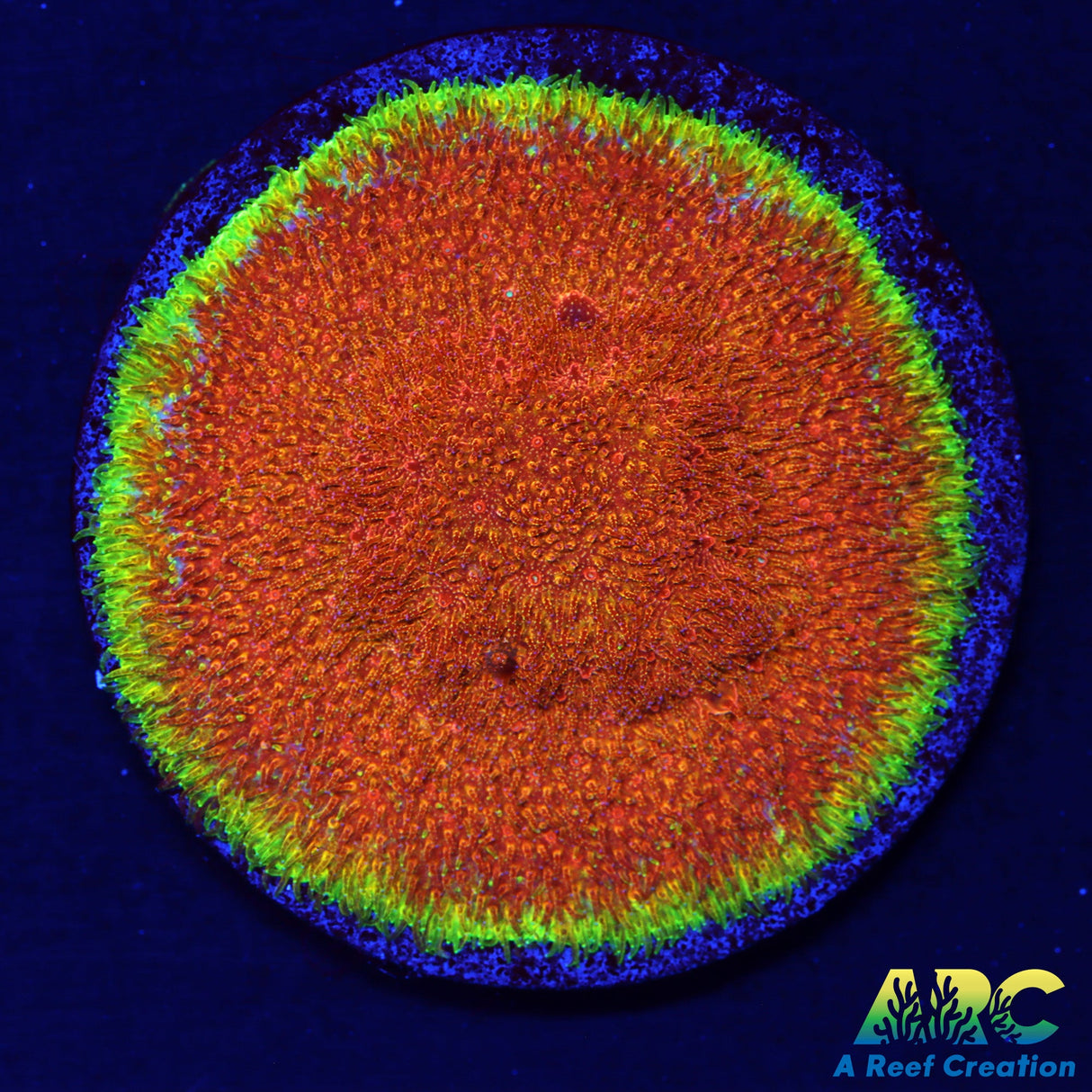 Watermelon Psammocora