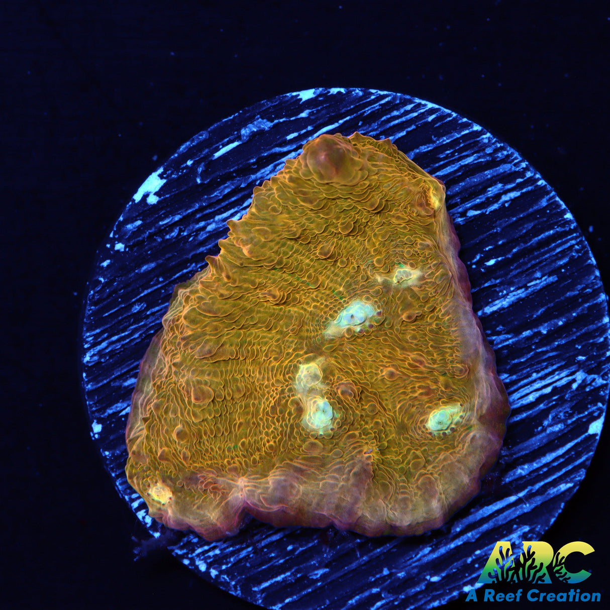 JF Orange Zombie Chalice