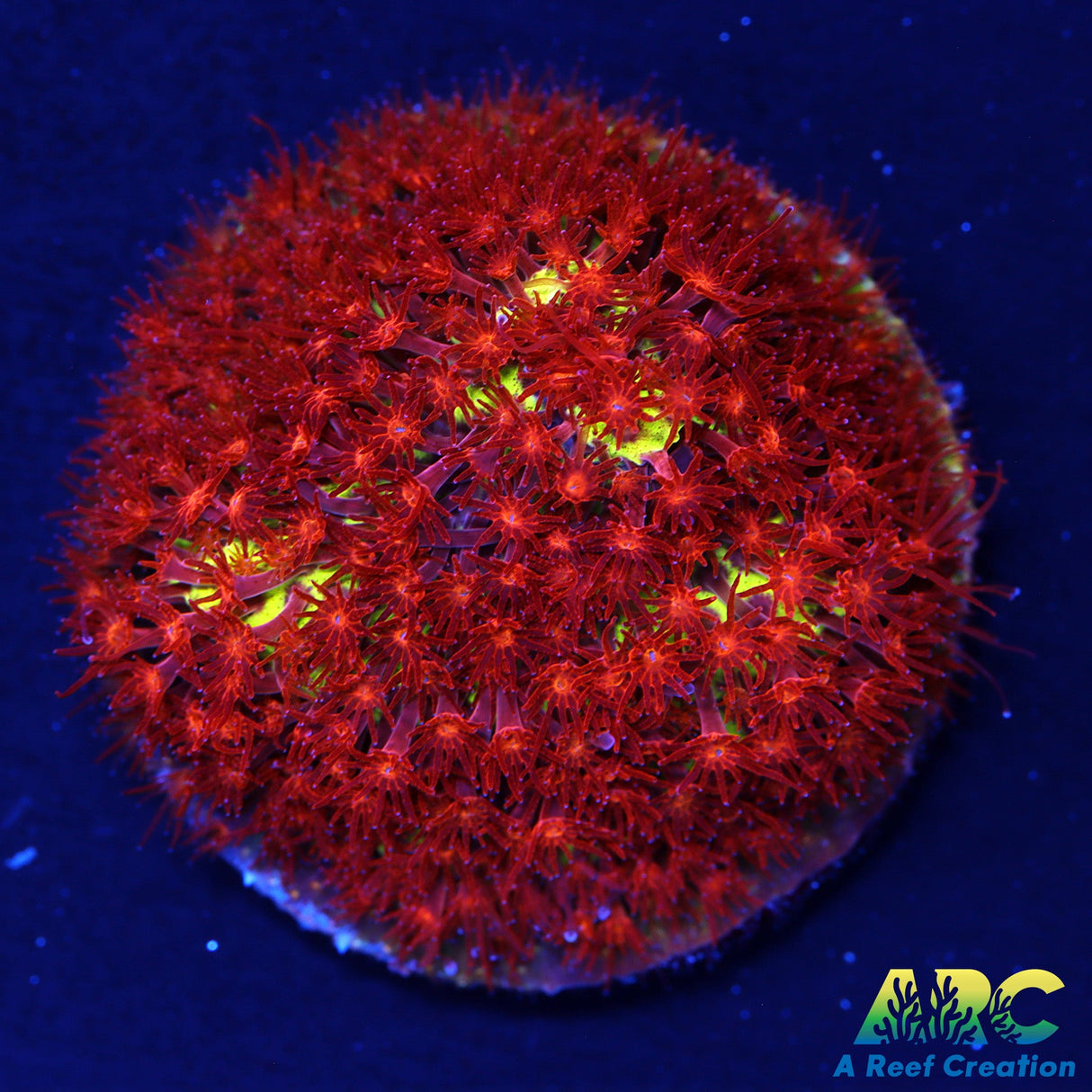 JF Burning Banana Stylo