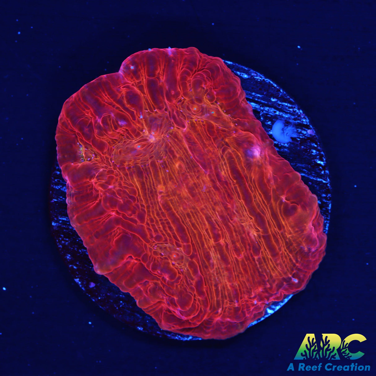 ARC Ludicrous Chalice