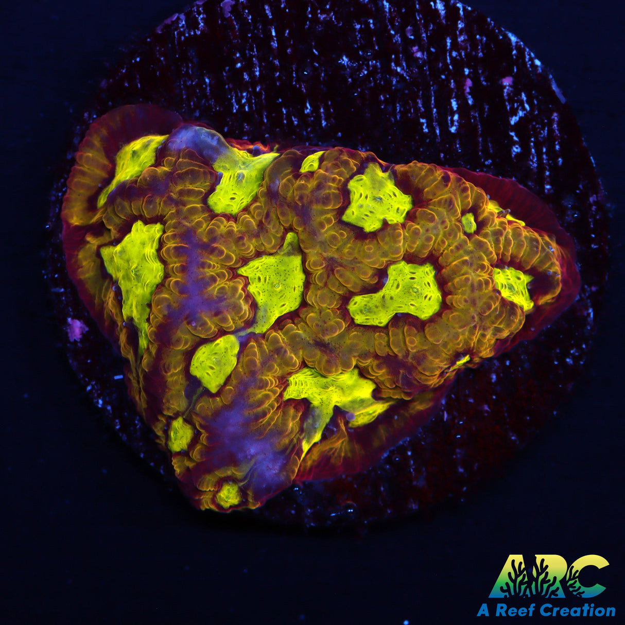 ARC Durin's Bane Favities