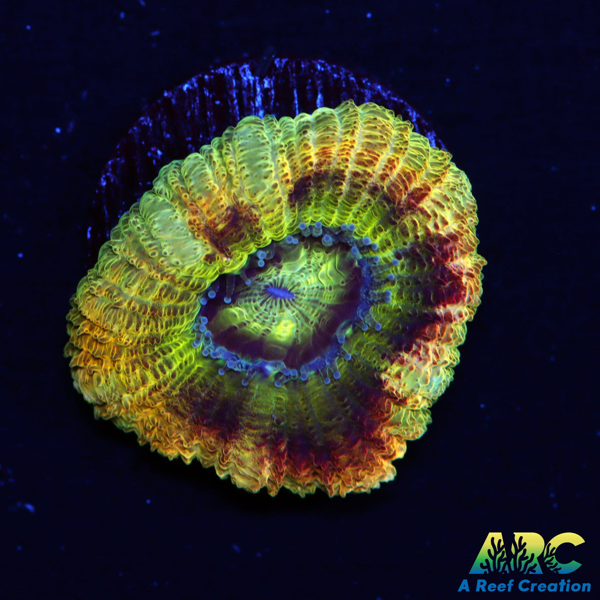 TCK Asia Big Polyp Acan