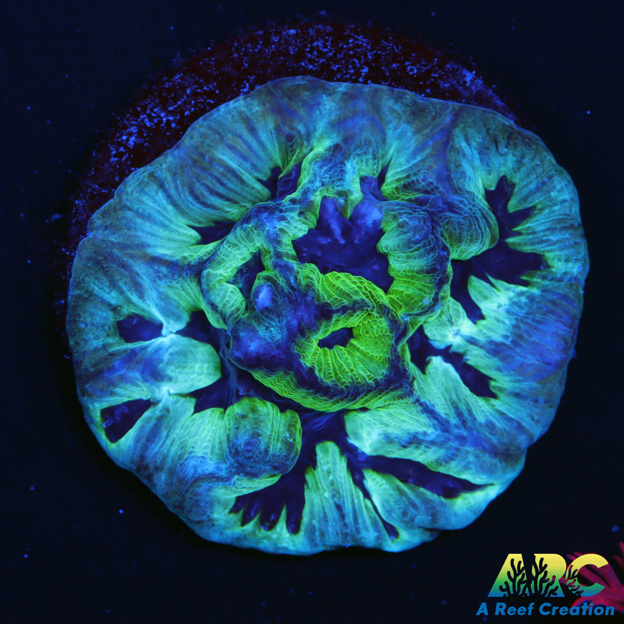 ARC Green and Purple Maze