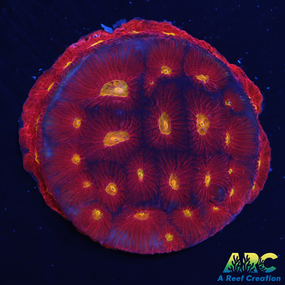 JF Torro Bravo Favia