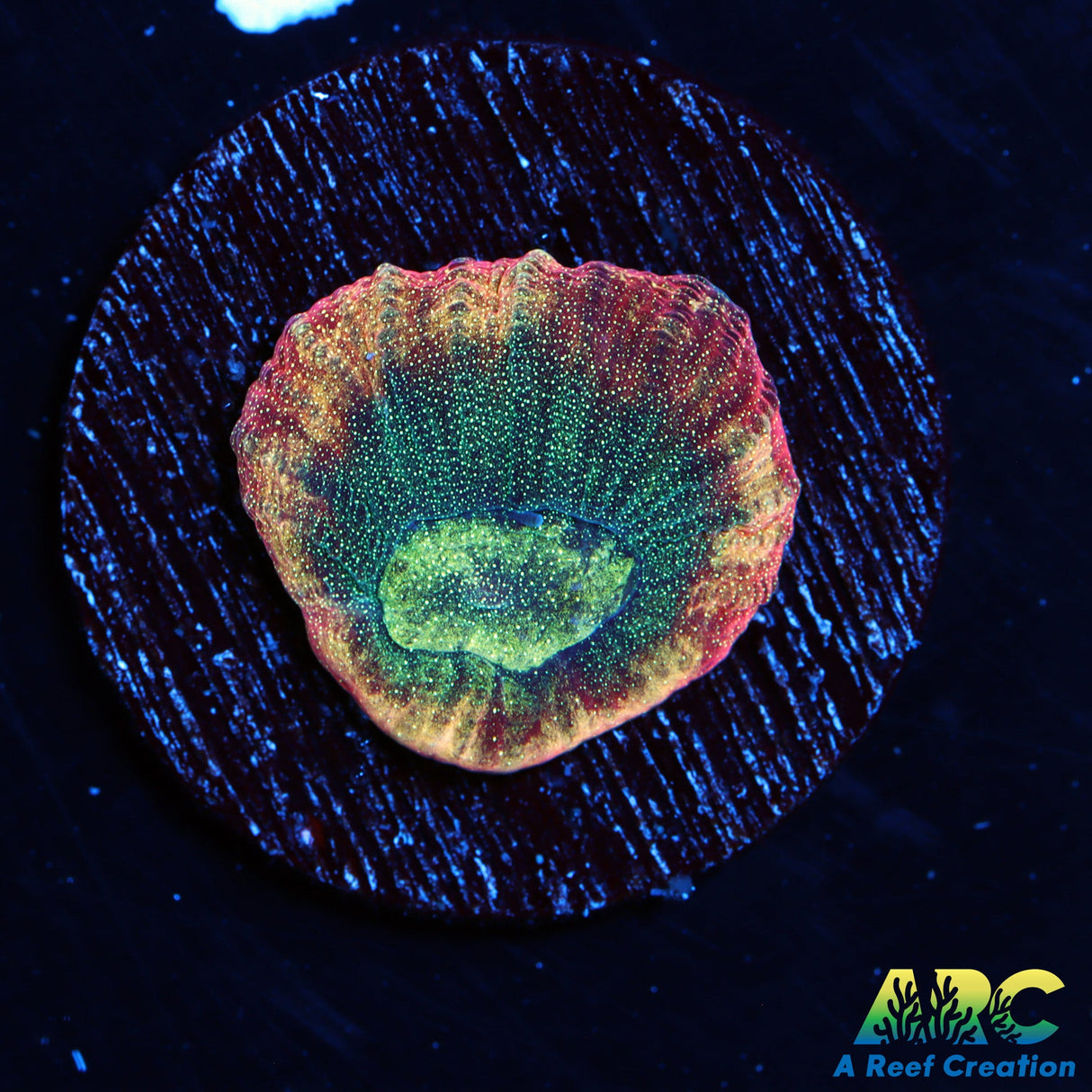 ARC Brent's Reverse Prism Favia