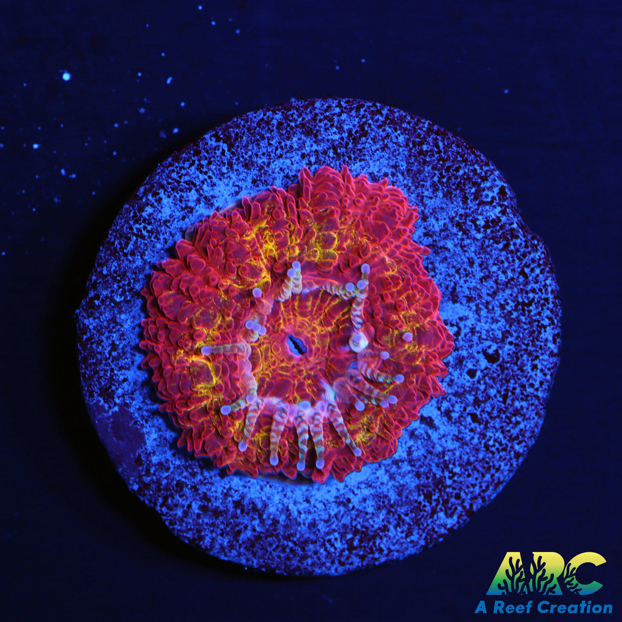 ARC Solar Flare Acan (not CC)