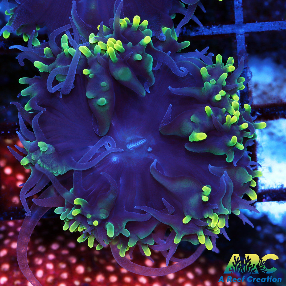 ARC Toothy Bubble Coral