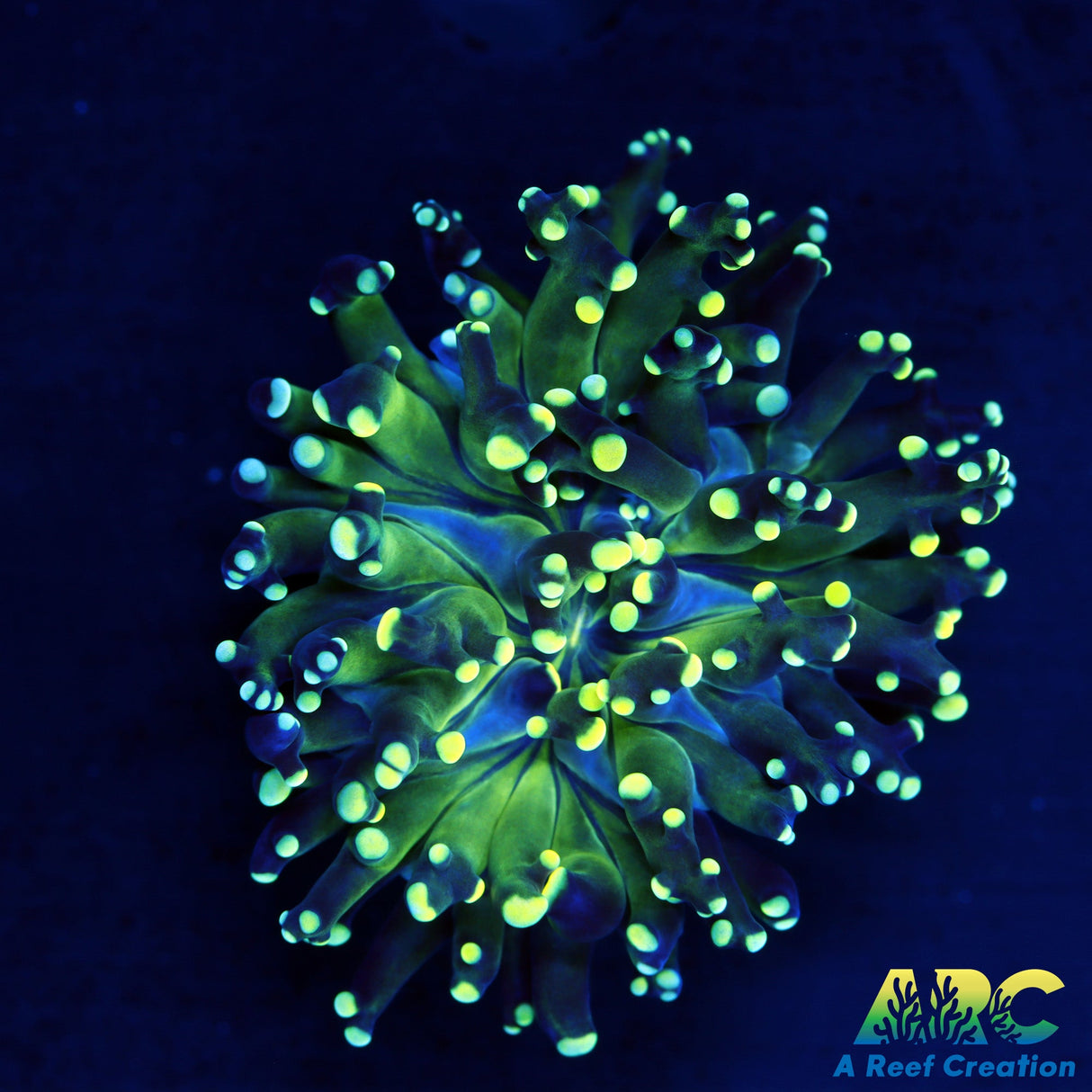 Green and Yellow Frogspawn