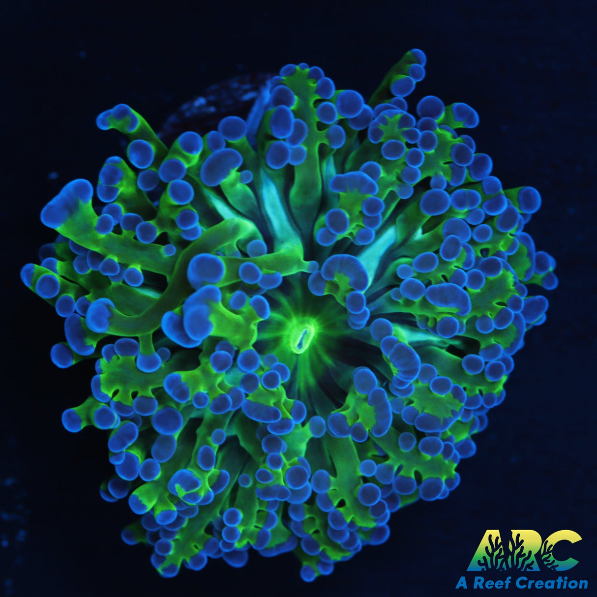 Bicolor Branching Frogspawn