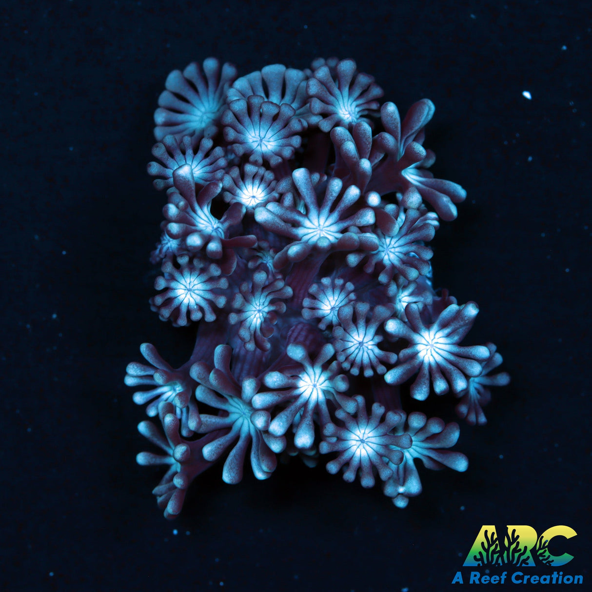 Snow Globe Alveopora