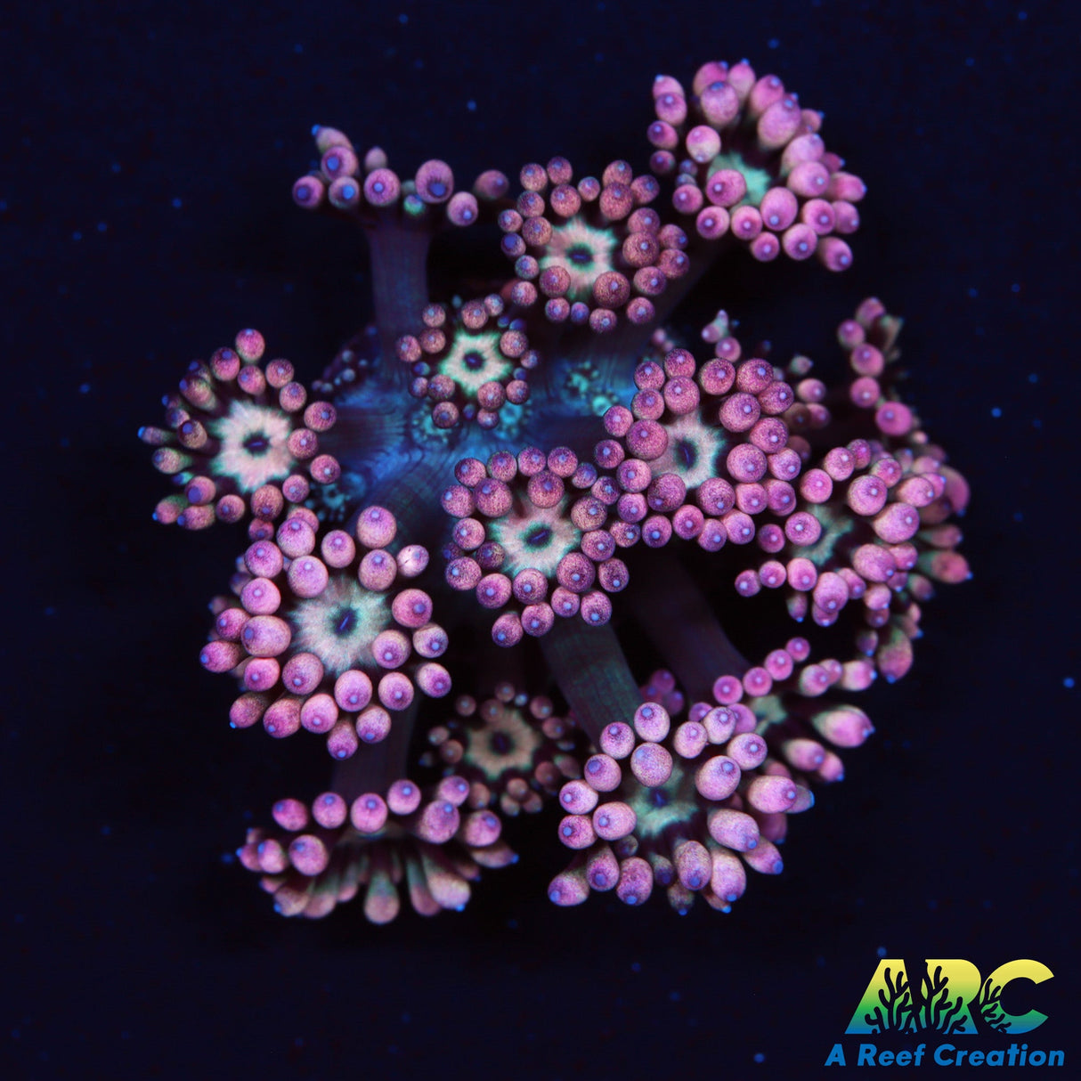 LollyPop Inferno Goni