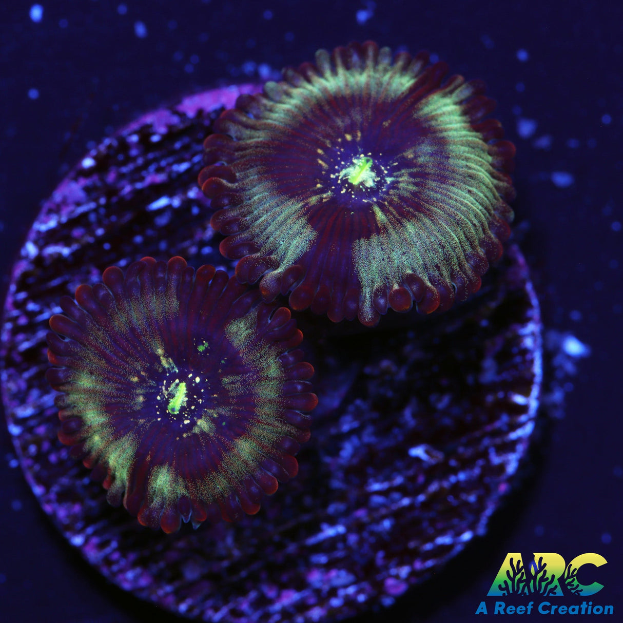 ARC Magical Magicians