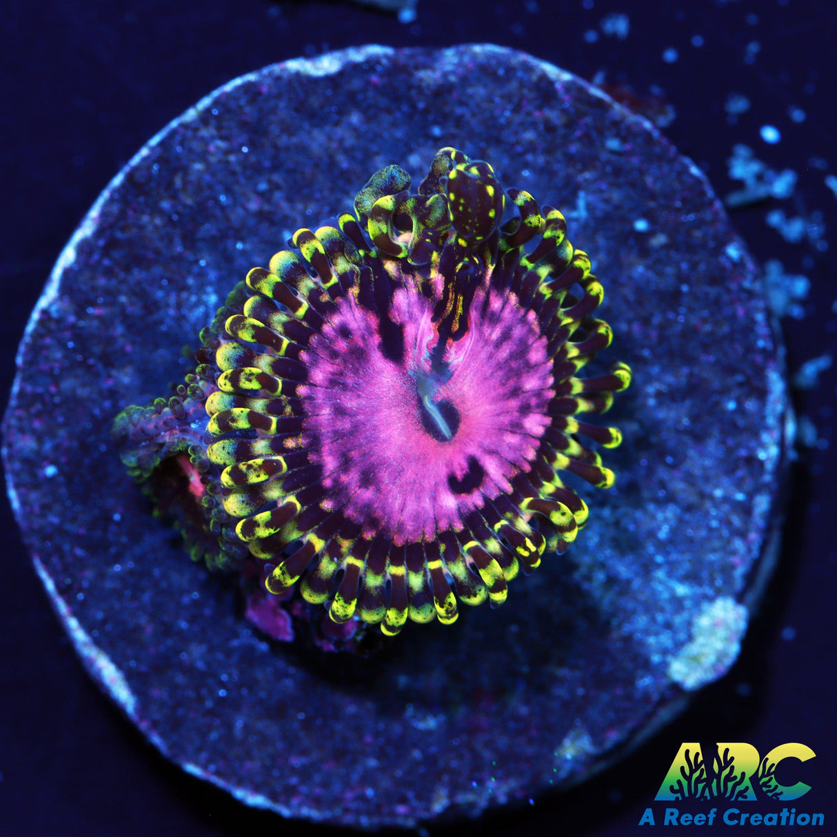 RRC Pink Diamonds Zoas
