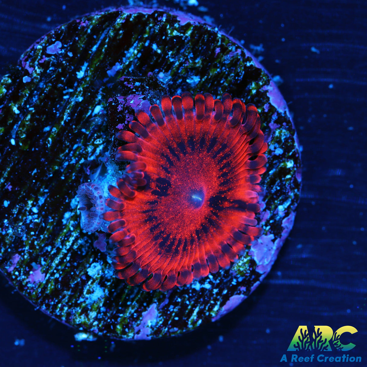 VDM Zoa