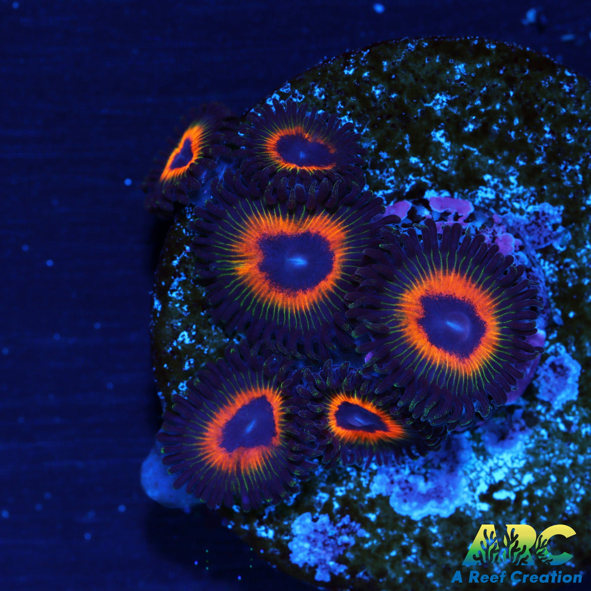 Johnny Pumpkin Seed Zoa