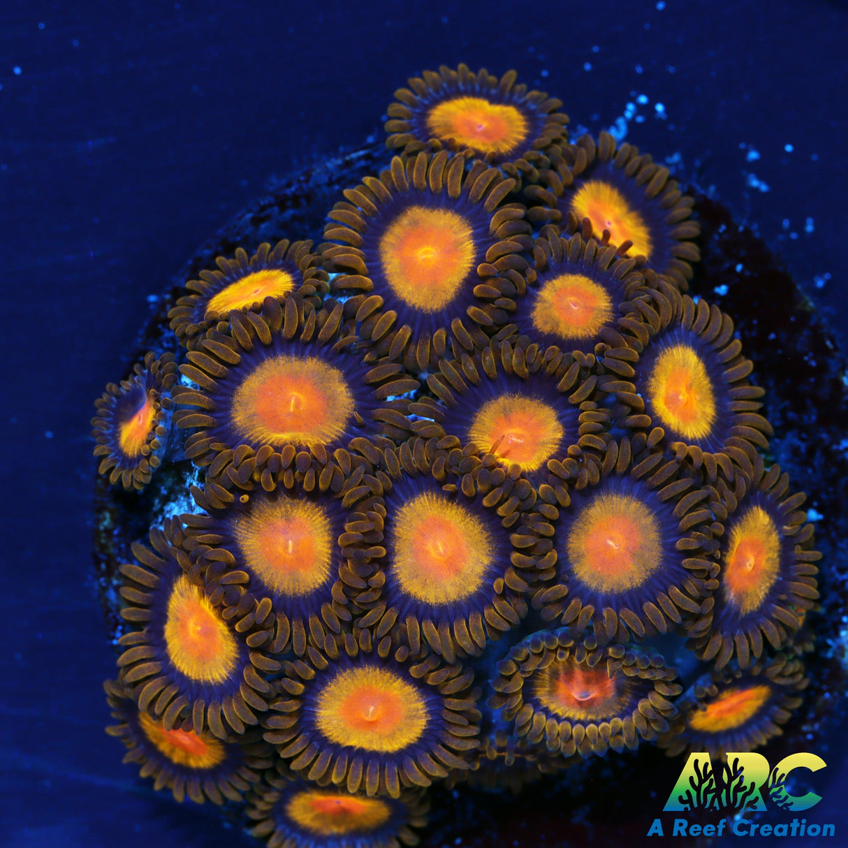 King Midas Zoas