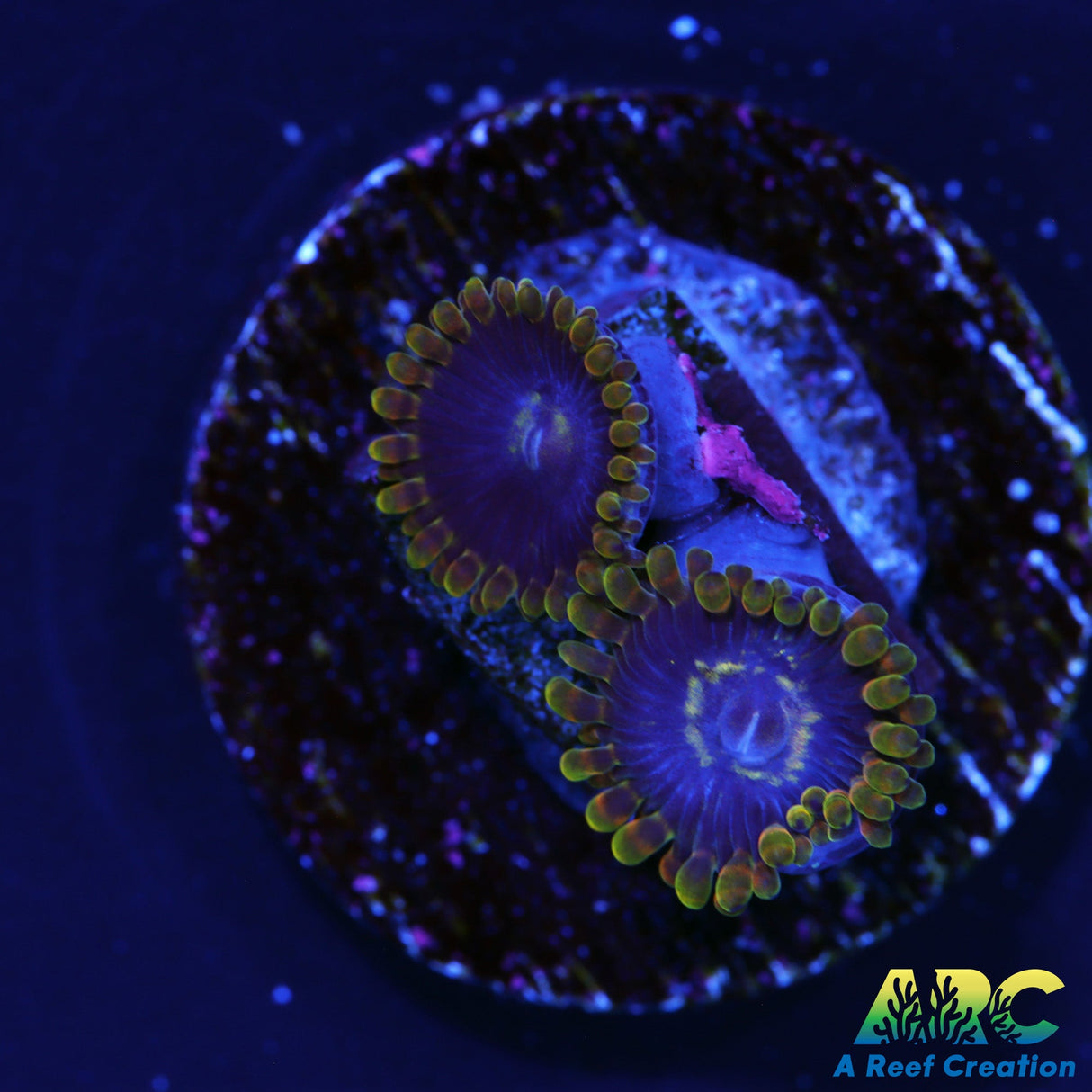 ARC Rainbow Zoas