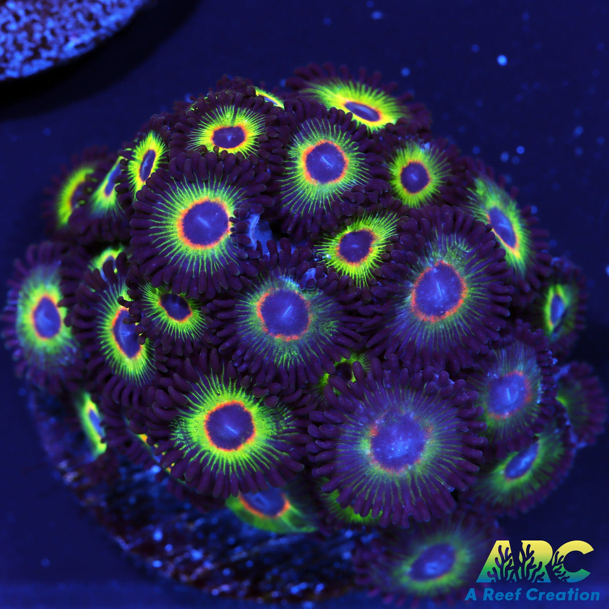Bob Marley Zoas