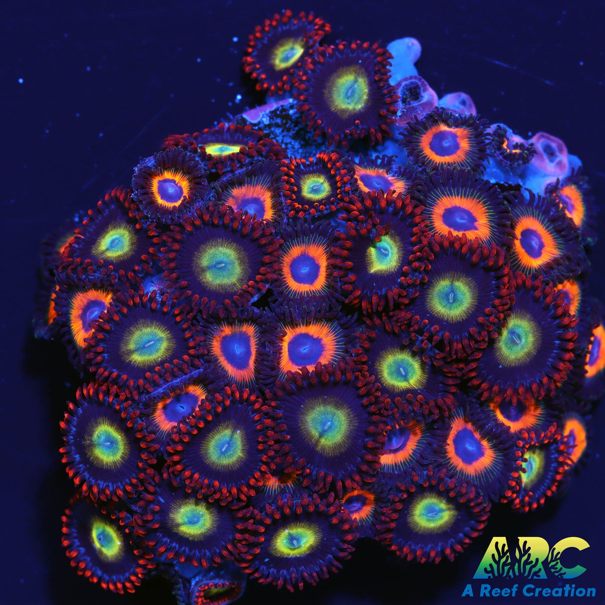 Circus and Jonny Pumpkin Seeds