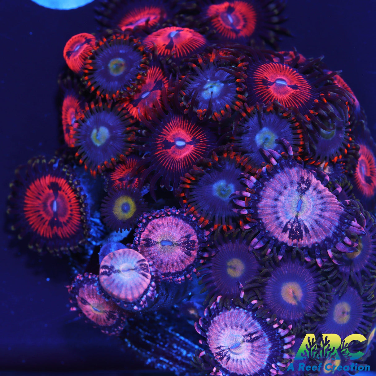 Bloodsuckers and Playboy Bunnies