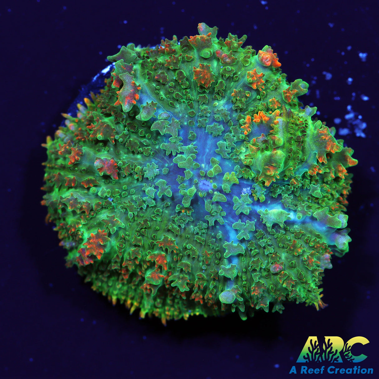 Deathstroke Bounce Mushroom