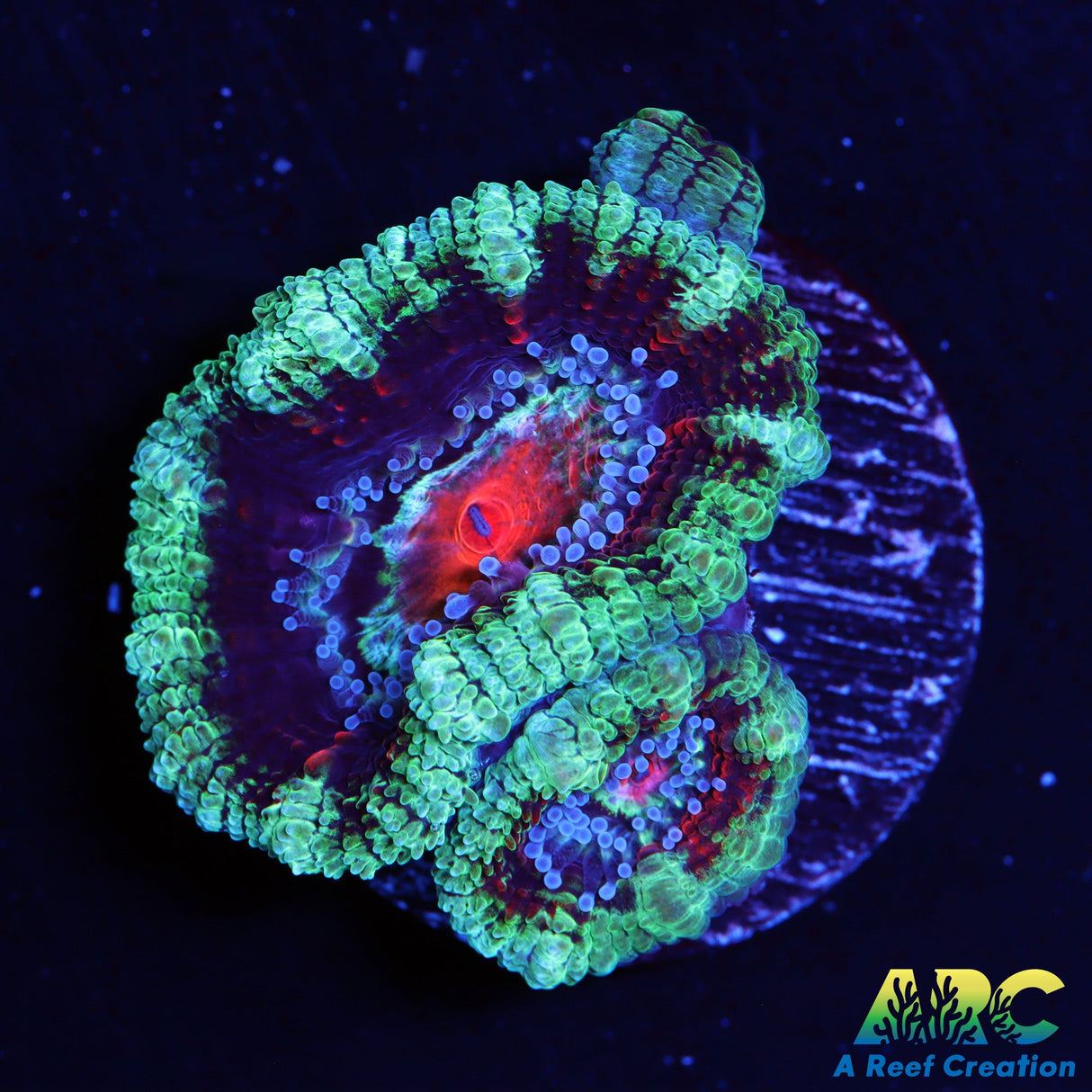 ARC Evil Eye Acan