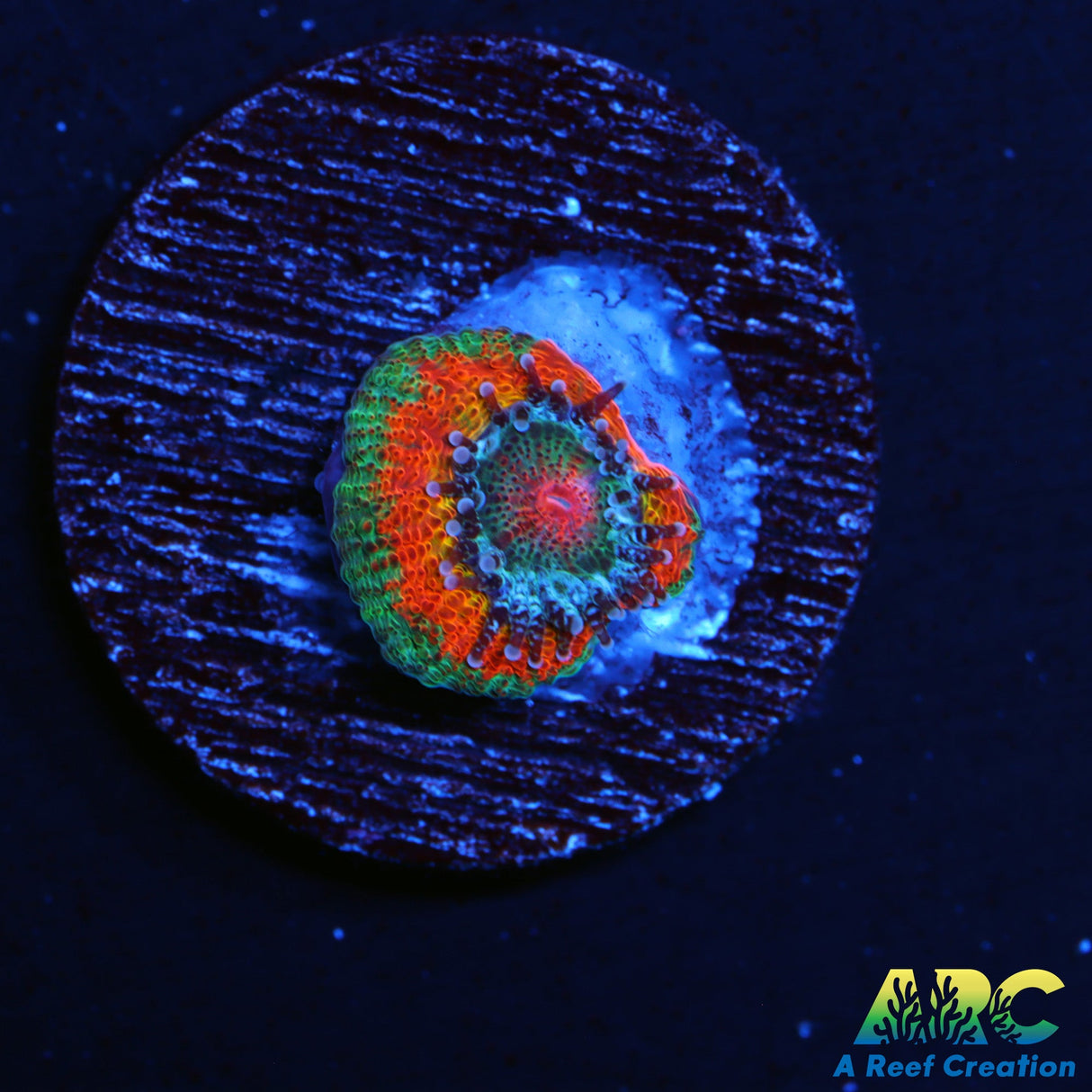 UC Taste the Rainbow Micro Amakusensis