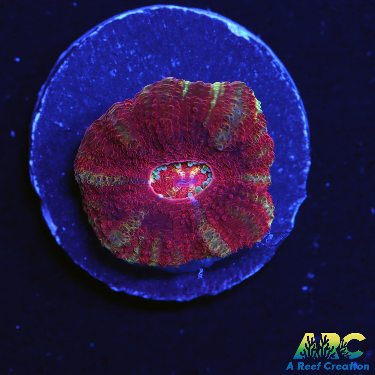 ARC Amazing Asia Acan