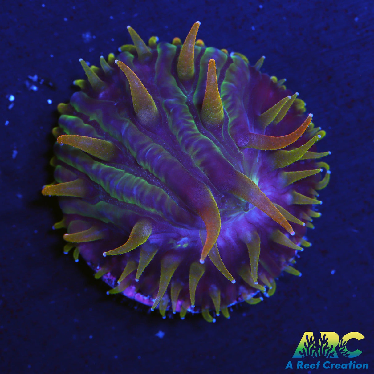 ARC Deep Purple Diaseris Plate