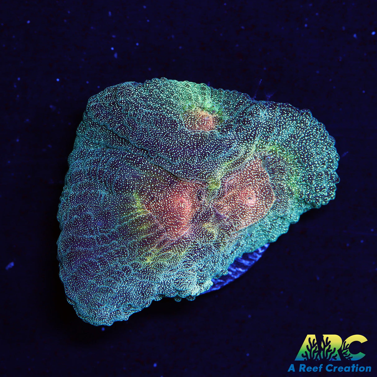 Fake Invader Pectinia