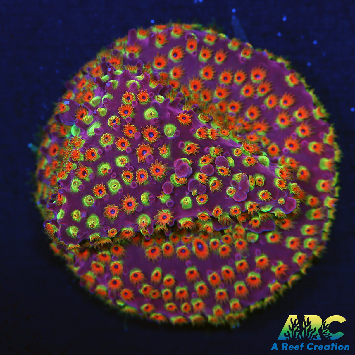 WWC Loony Tunes Stylo