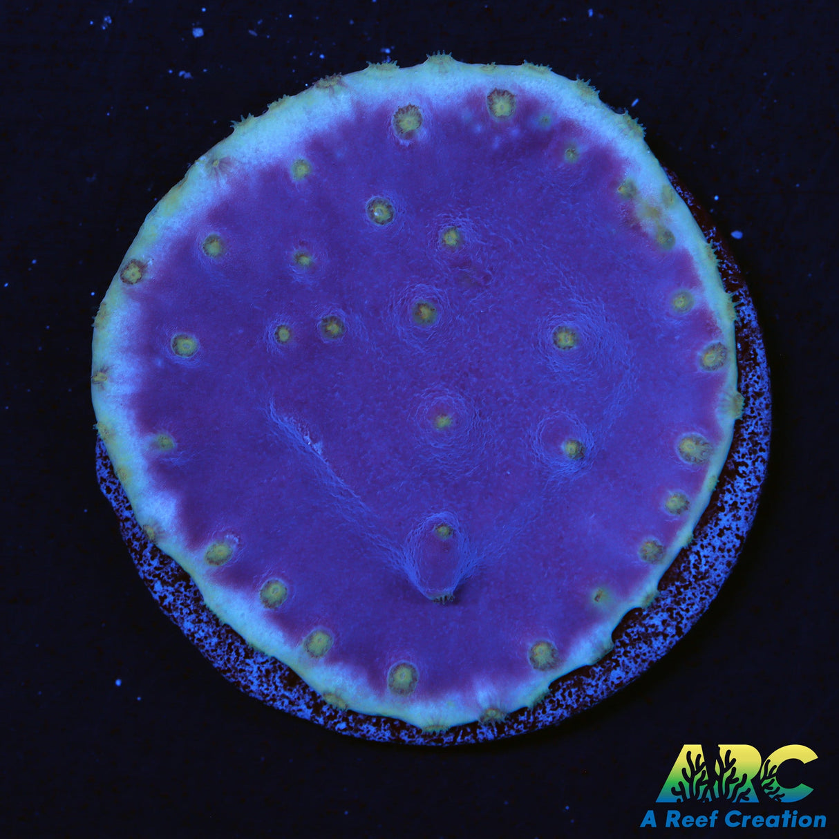 Purple Turbinaria Scroll coral