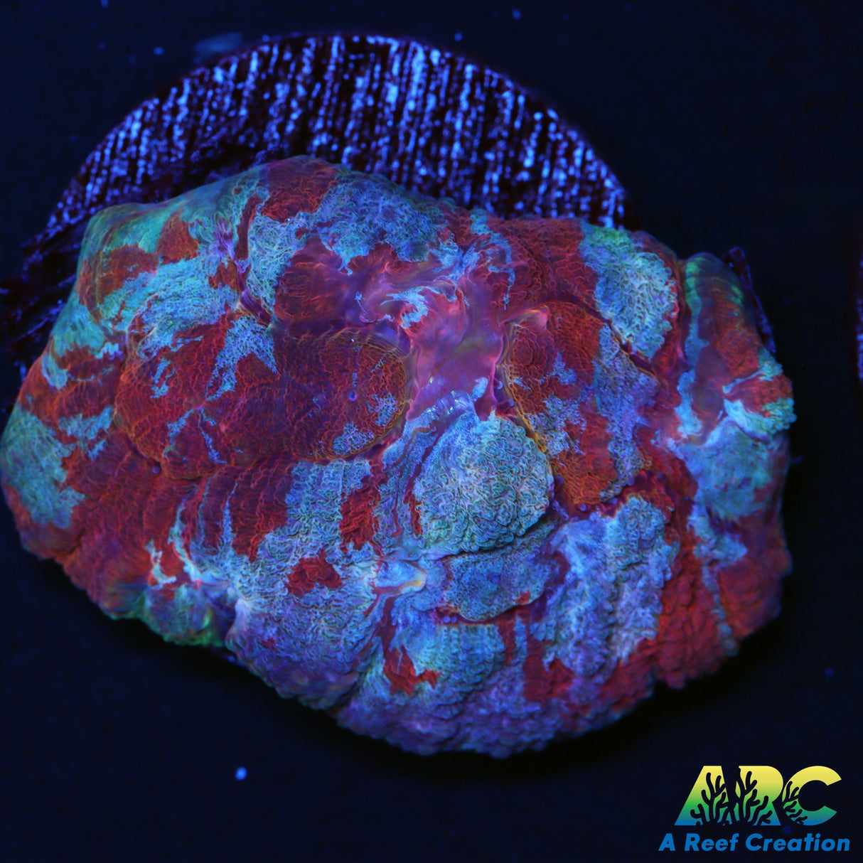 Fire + Ice Australomussa