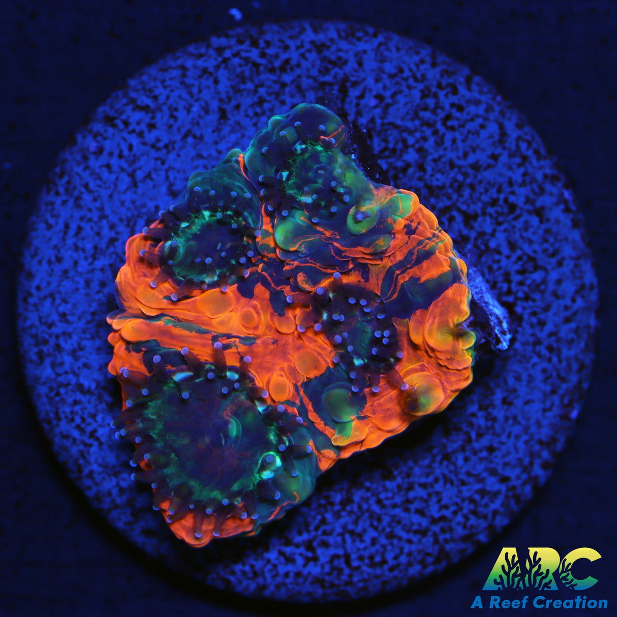 Orange Crush Acan Echinata