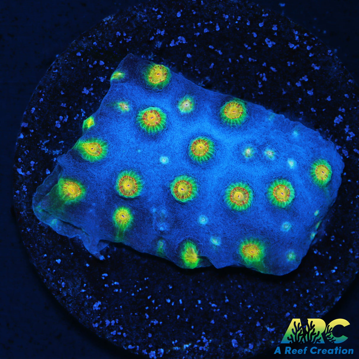 Rick and Morty Cyphastrea