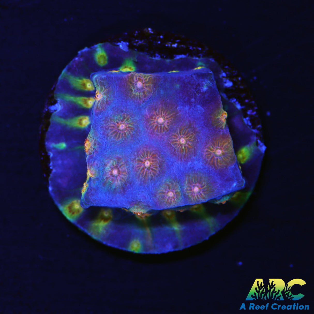 ARC Techno Viking Cyphastrea