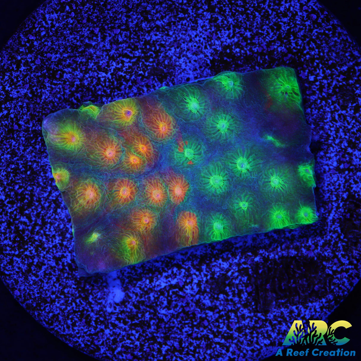 ARC Monet's Madness Cyphastrea