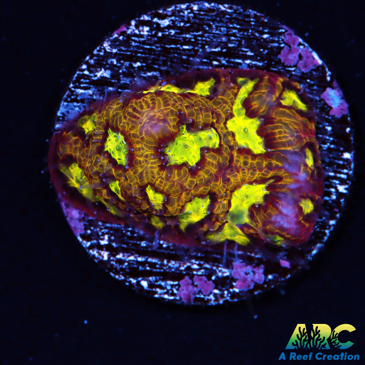 ARC Durin's Bane Favia