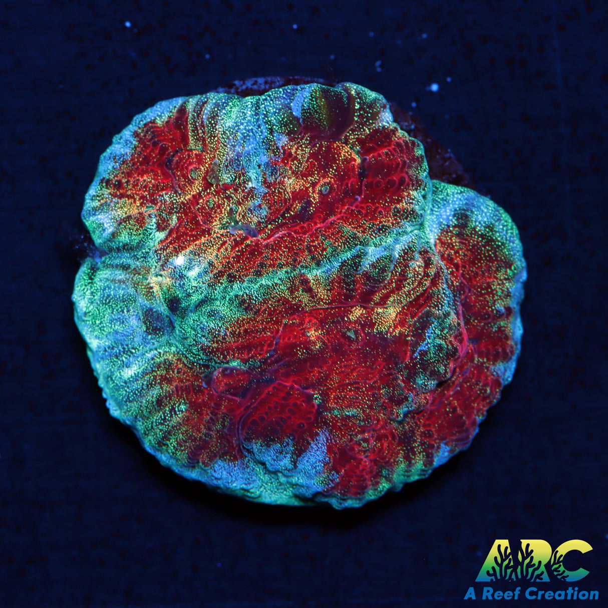 ARC Dante's Inferno Favia