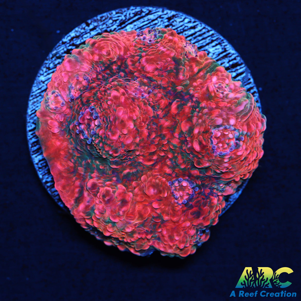 Pink Echinophyllia Chalice