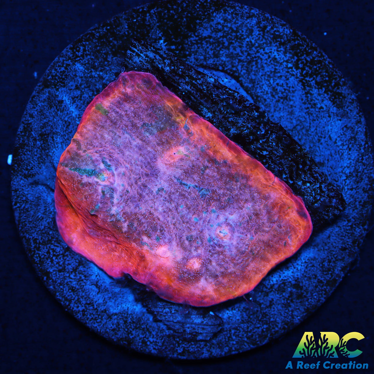 ARC Fairy Dust Chalice