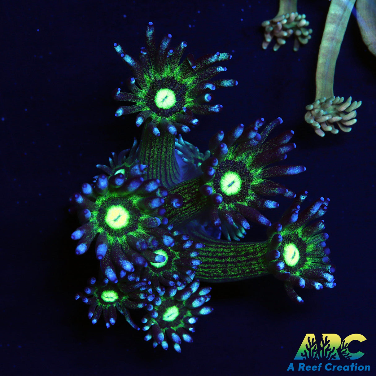 ARC Kryptonite Glitter Goni