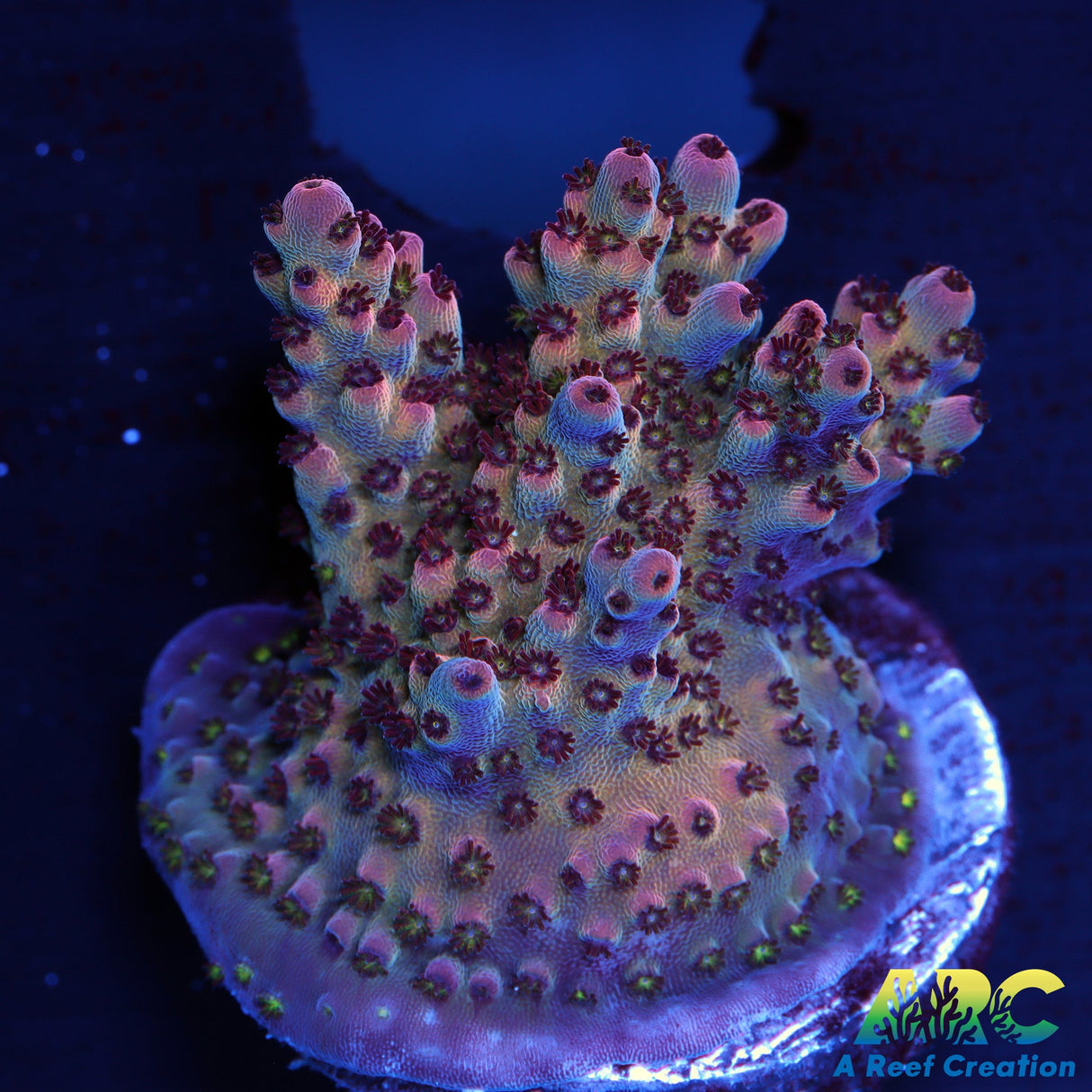 ARC Pomegranate Table Acro