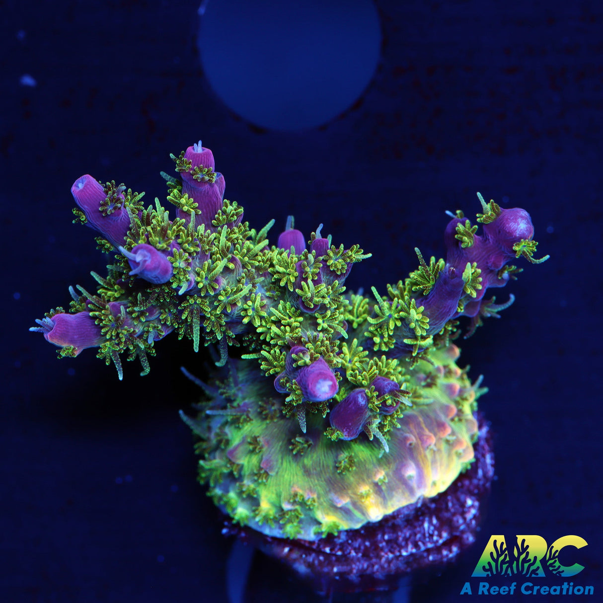 ARC Purple Hairy Monster