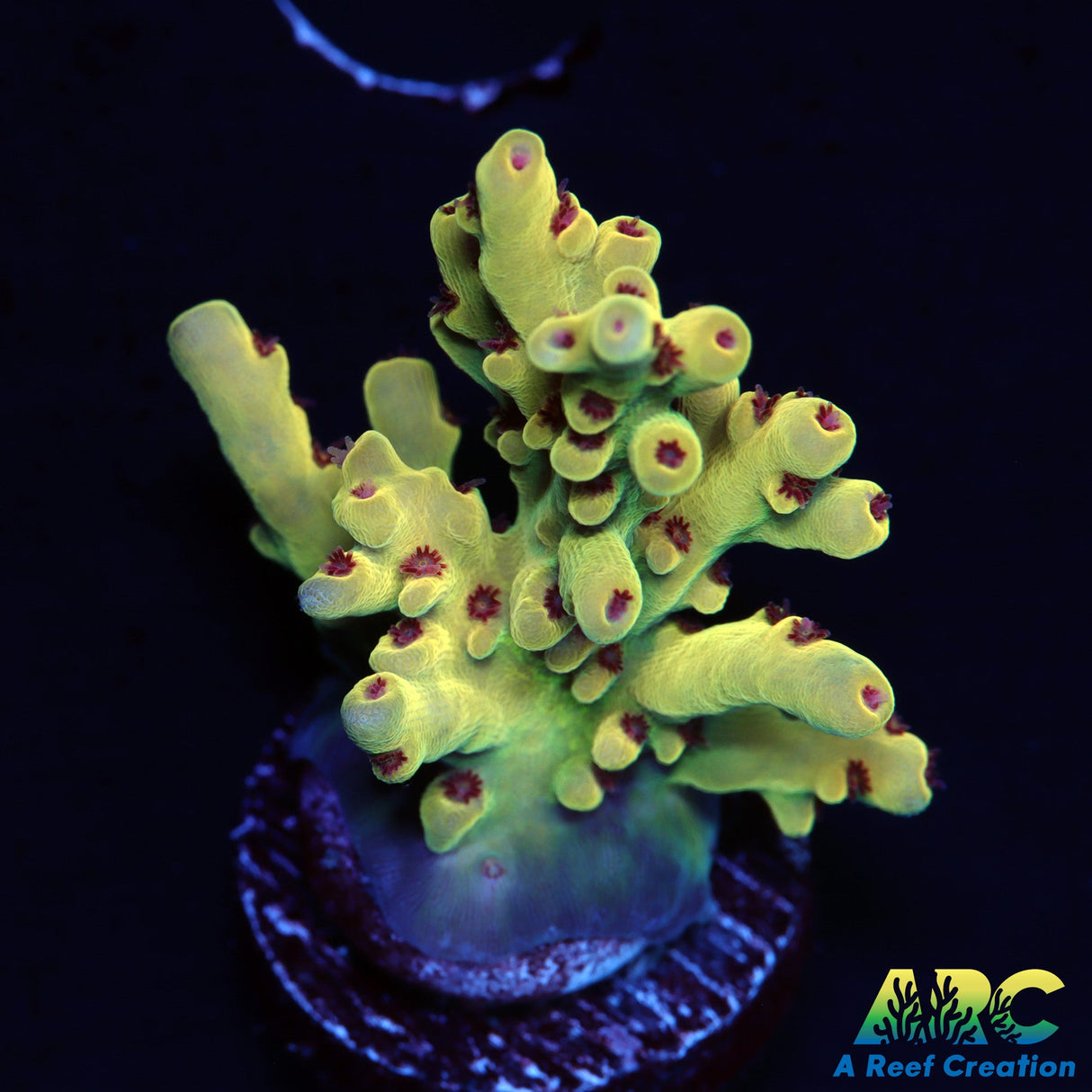 BK Chem Creme de la Creme